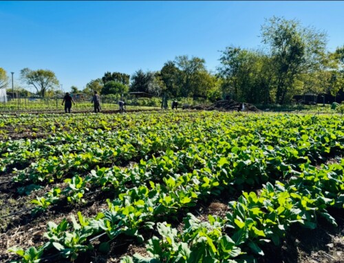 Shamba Ya Amani Farm Closed on Nov. 30